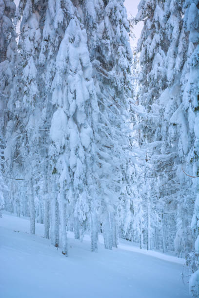 istock Spruce forest covered with fresh fluffy snow 3 1421267113