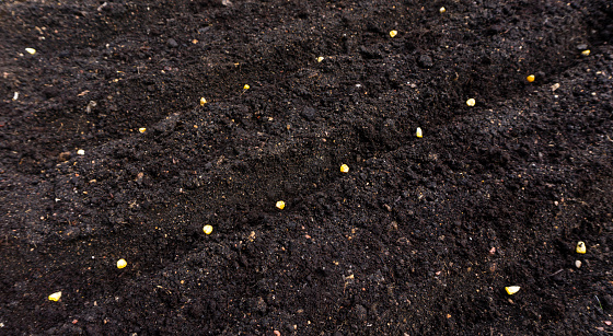 Yellow corn seeds lie in even rows in plowed soil. Planting and growing corn in early spring according to the principles of ecological farming.