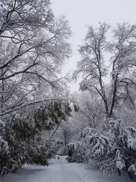 istock Winter in the park landscape background 1421268859