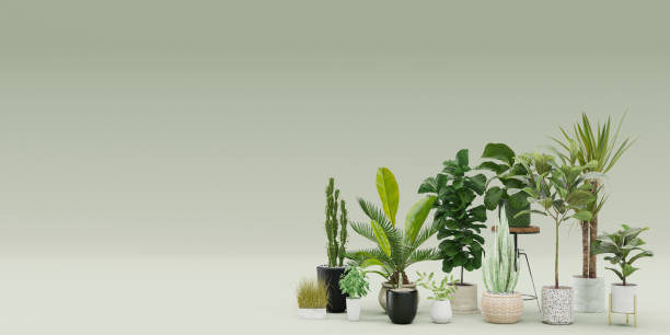 istock Banner with home plants and copy space for your advertisement text or logo. Plants store, green interior details. Potted plants sale. Template with free, empty space. 3d rendering. 1421268918