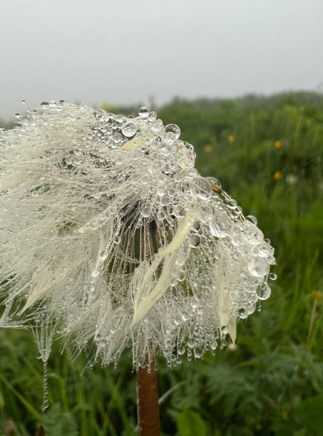 istock Dandelion with raindrops on light background. Beautiful floral background 1421268958