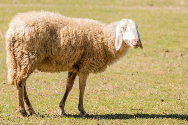 istock High angle view of a sheep against green grass. 1421269530