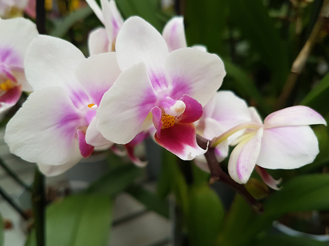 Beautiful phalaenopsis orchids in the greenhouse Orchidaceae plants background