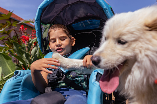 A front view of a little boy with paraplegia sitting in a wheelchair outdoors, smiling and playing with a therapy Samoyed dog.