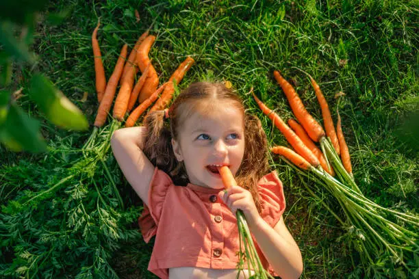 A cute girl with ponytails looks thoughtfully to the side, biting a juicy fresh carrot from the garden. The child is lying on the grass, top view
