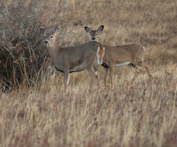 istock Two whitetail deer does in grass in Montana 1421274702