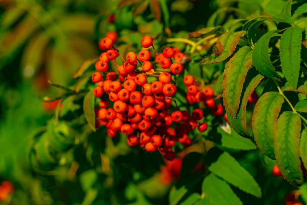istock Mountain ash in autumn. 1421275117
