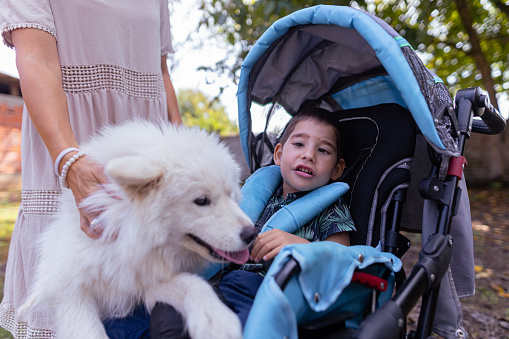 A front view of a little boy in a baby stroller with paraplegia and a therapy Samoyed dog outdoors. An unrecognizable woman holding the dog.