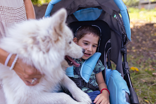 A front view of a little boy in a baby stroller with paraplegia having dog therapy with a Samoyed dog outdoors. An unrecognizable woman holding the dog.