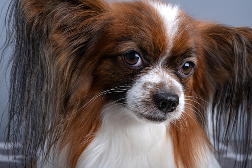 Portrait of beautiful cute papillon purebred dog continental toy spaniel looking to the camera. Close up.