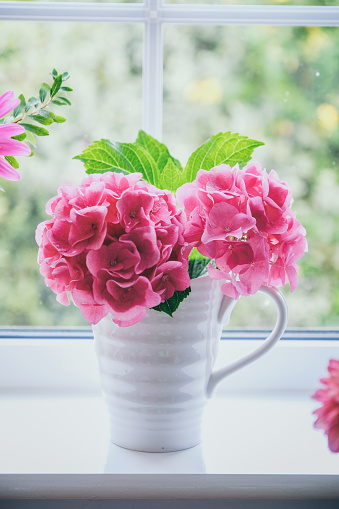 Pink Hydrangea in white jug vase display on window sill