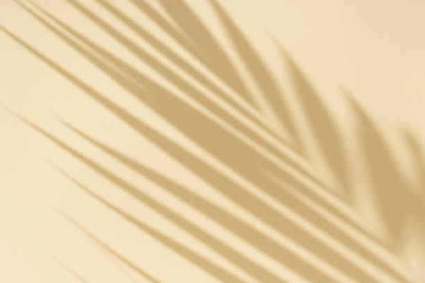 istock Palm shadow on an empty light wall. Tropical sunny background for presentation of beauty products, spa, cosmetics. Overlay effect. 1421277399