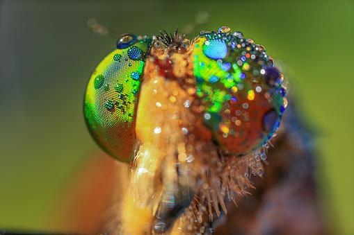 robberfly with heavy waterdrop. taken with macro photography.