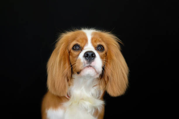 ritratto di blenheim king charles spaniel su sfondo nero - cavalier foto e immagini stock