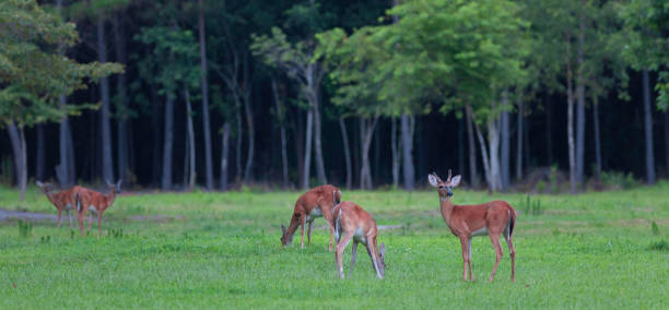istock Herd of whitetail deer 1421278843