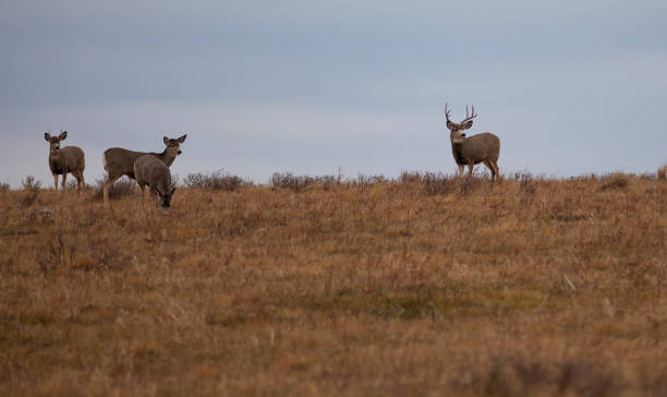 istock Montana mule deer herd on a ridge 1421278886