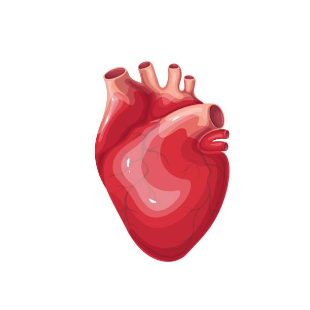 ilustrações, clipart, desenhos animados e ícones de coração, órgão humano do sistema circulatório de sangue, coração com músculos, artéria e veia - human heart x ray image anatomy human internal organ