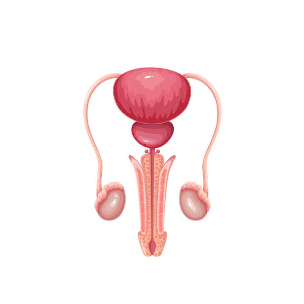 Diagram Male Reproductive System Cartoon Illustrations, Royalty-Free Vector  Graphics & Clip Art - iStock