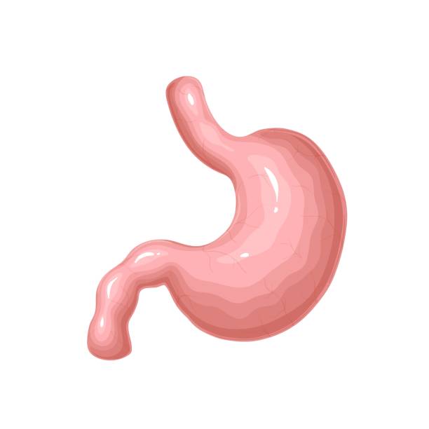 istock Stomach, human organ of digestive system, model for study body physiology and digestion 1421279312