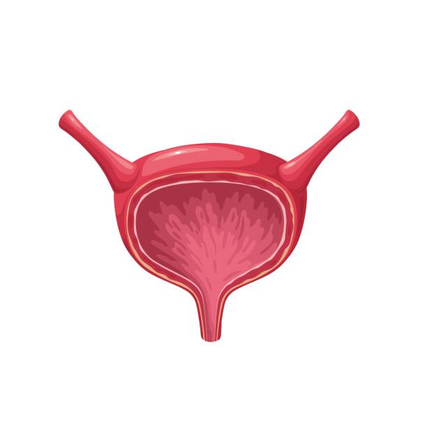 kandung kemih, organ internal wanita kosong yang sehat dan terisolasi untuk mengumpulkan urin - kandung-kemih ilustrasi stok