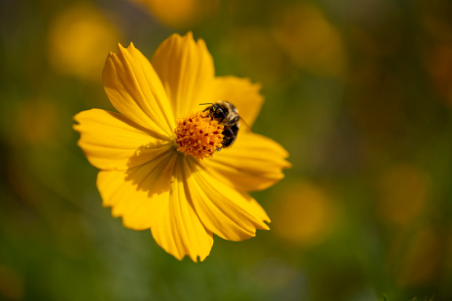 Bee on Cosmos flower