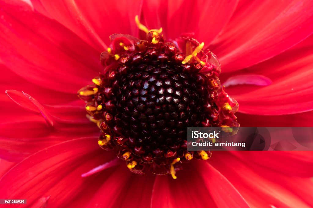 Stamen of red dahlia Pistil Stock Photo