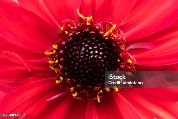 Stamen Of Red Dahlia Stock Photo - Download Image Now - Pistil, Beauty, Beauty In Nature