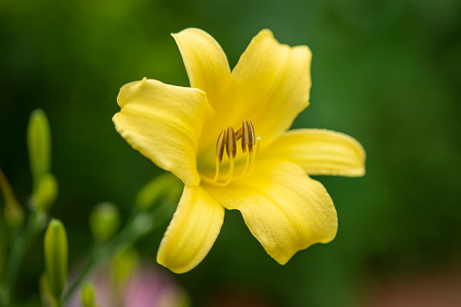 Two-color inflorescence of Cancun lilies in the morning on a flower bed