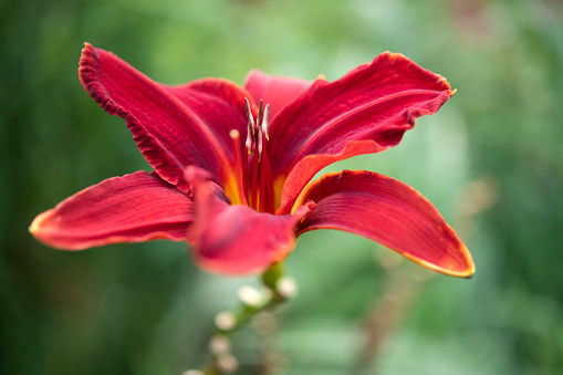 Close up view of garden with red gladiolus flowers on sunny summer day with blurred green bushes in background.