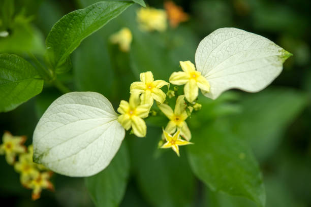 White Mussaenda White Mussaenda mussaenda parviflora photos stock pictures, royalty-free photos & images