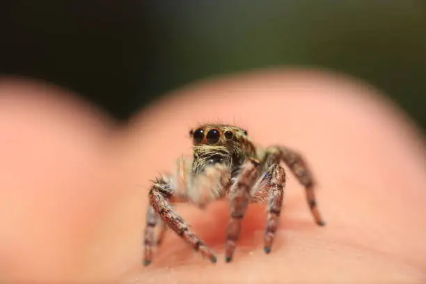 Photo of jumping spider with beautiful eyes.