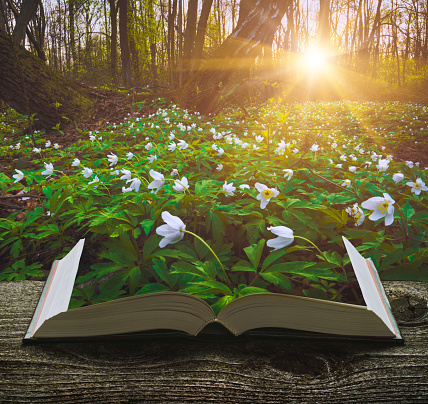 Many spring flowers on the pages of an open magical book in a deep fairytale forest. Nature concept.