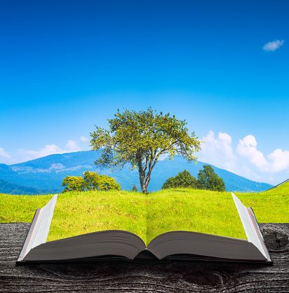 Lonely tree on a spring grassy meadow on the pages of an open magical book. Majestic landscape. Travel and education concept.