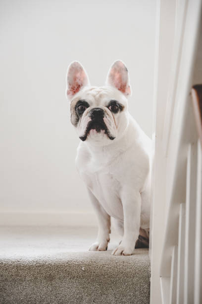istock Dog sitting on the stairs 1421283000