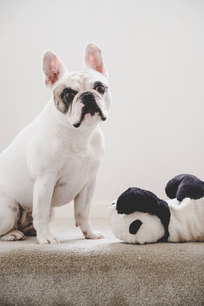 istock Dog with stuffed animal toy 1421283013