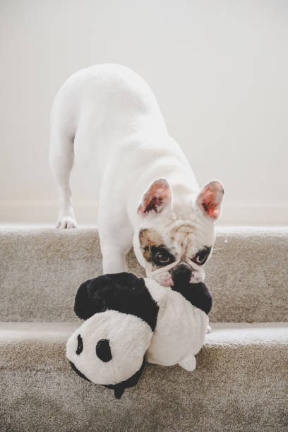 istock Dog playing with stuffed toy panda 1421283031