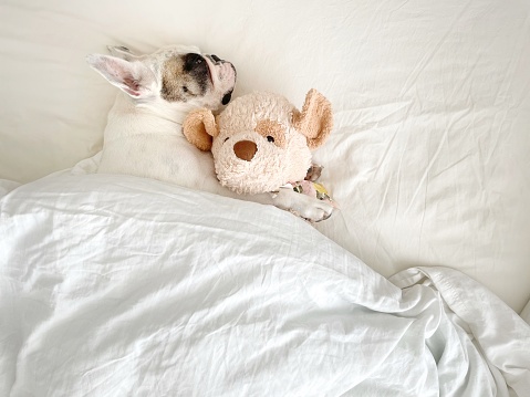 Frenchie dog sleeping on human bed with soft cuddly toy, overhead view.