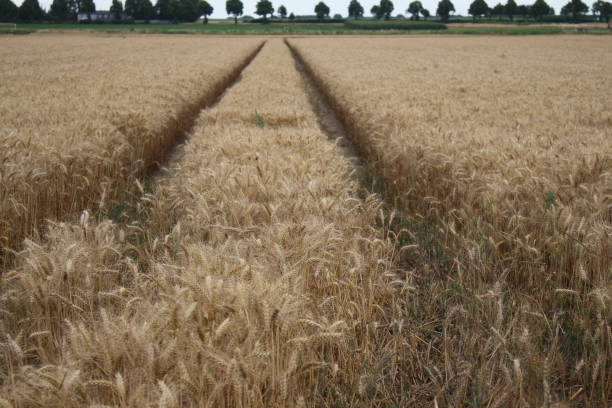 istock Ripe wheat ears. Close-up photo. 1421284848