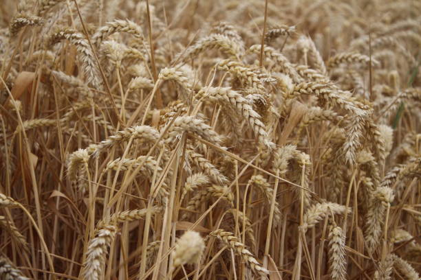 istock Ripe wheat ears. Close-up photo. 1421284954