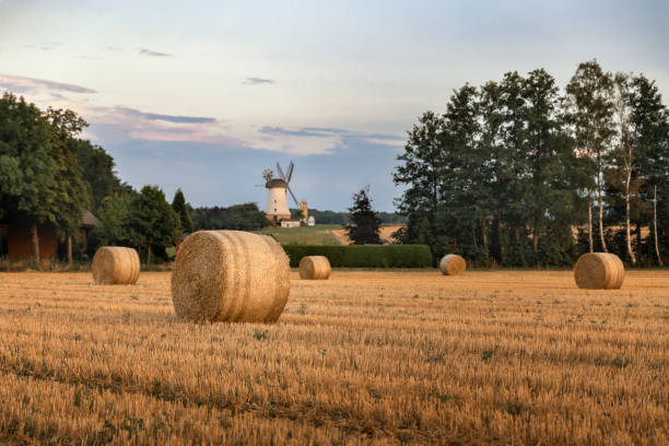 istock Straw bales in a field 1421285751