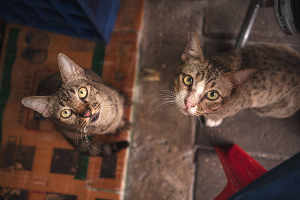 Two Domestic cats looking up