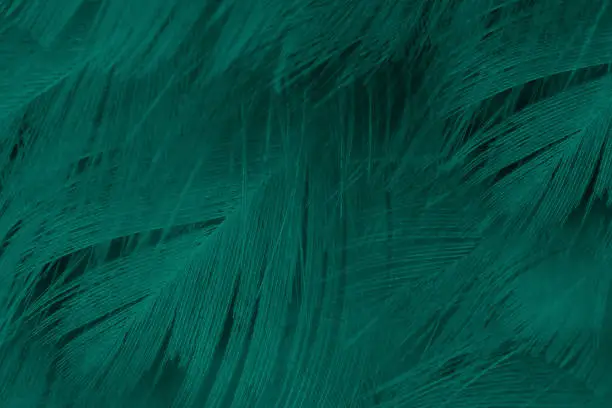 Photo of Beautiful dark green viridian vintage color trends feather texture background