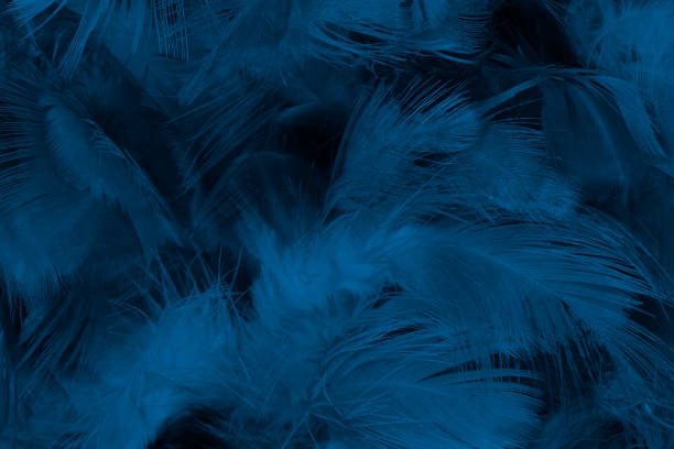 Beautiful macro dark blue feather pattern texture background Beautiful macro dark blue feather pattern texture background prussia stock pictures, royalty-free photos & images