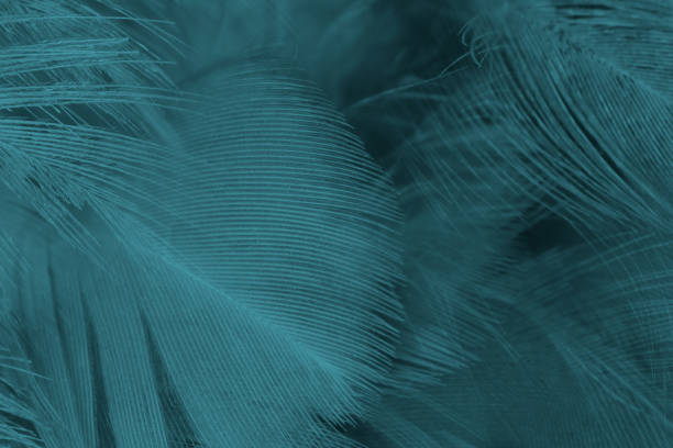 istock Beautiful close up dark black,green blue azure feather pattern texture background 1421287507