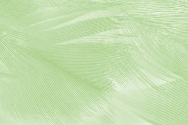 istock Beautiful lime green color trends feather texture background 1421287531