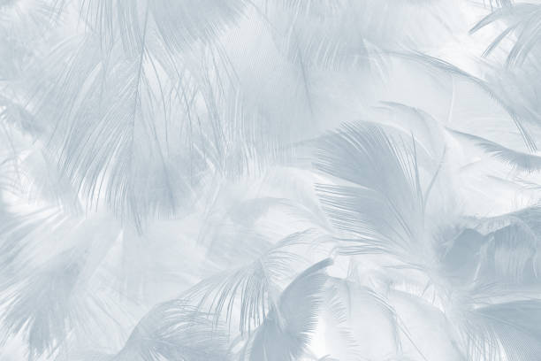 Beautiful white baby blue colors tone feather pattern texture cool background for decorative design wallpaper and other