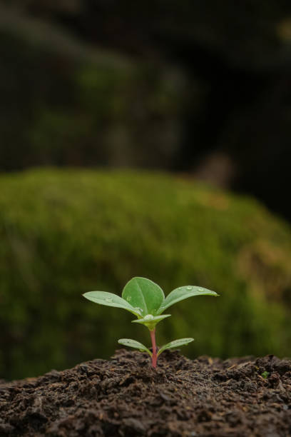 istock Young plants growing on the ground 1421287755