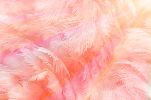 istock Beautiful soft pink color trends feather pattern texture background with orange light flare rainbow 1421288033