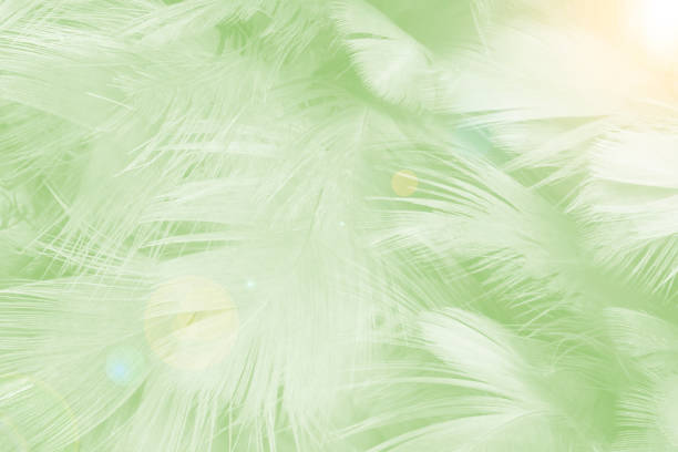 istock Beautiful lime light green color trends feather texture background with light flare 1421288173