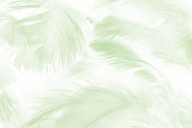 istock Beautiful lime green color trends feather texture background 1421288218